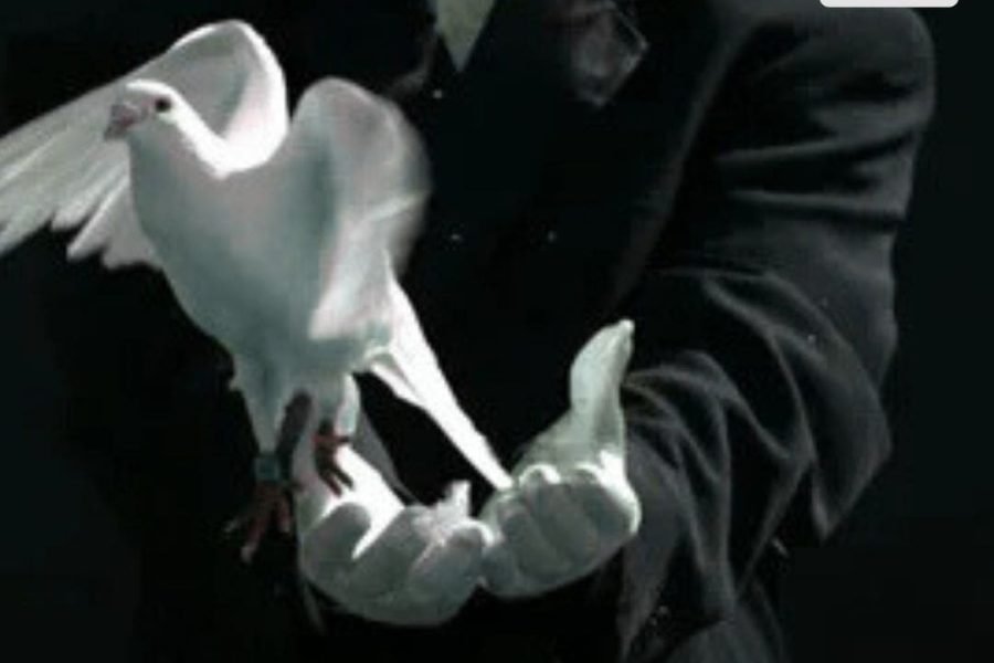 Magic House BD dove magic